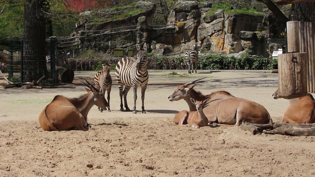 Nachwuchs bei den Böhm-Zebras & den Elenantilopen