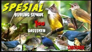 SUARA PIKAT BURUNG SEMAK KORES JONGKANGAN BIRU CINGCOANG COKLAT PLAMBOYAN @HOBIKU-xf3nv