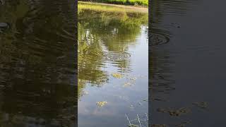 TOPWATER POPPER Lure Action Test!