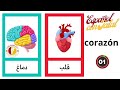 اختبار المستوى في اللغة الإسبانية في 3 دقائق فقط للمبتدئين تعلم اللغة الاسبانية