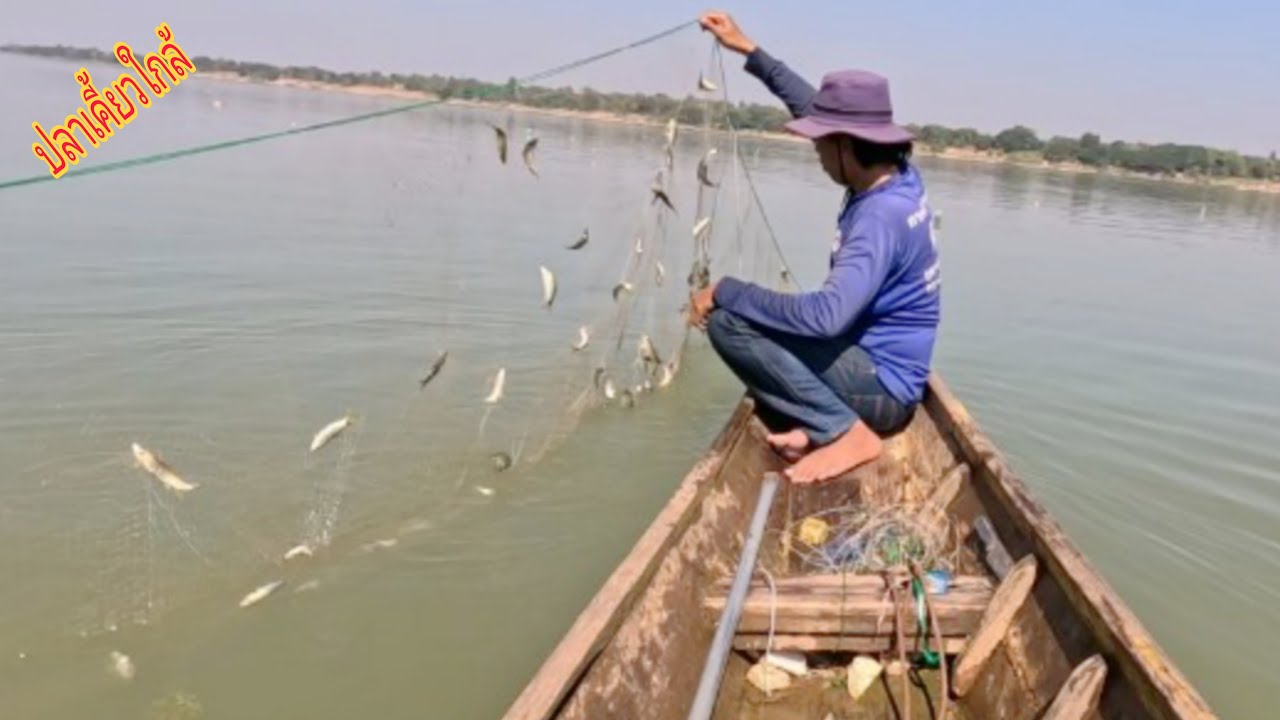 ปลาเคี้ยวใกล้ปีนี้มาเยอะมากปลาในมองอู่16เซน/นาเวียงแกอินดี้