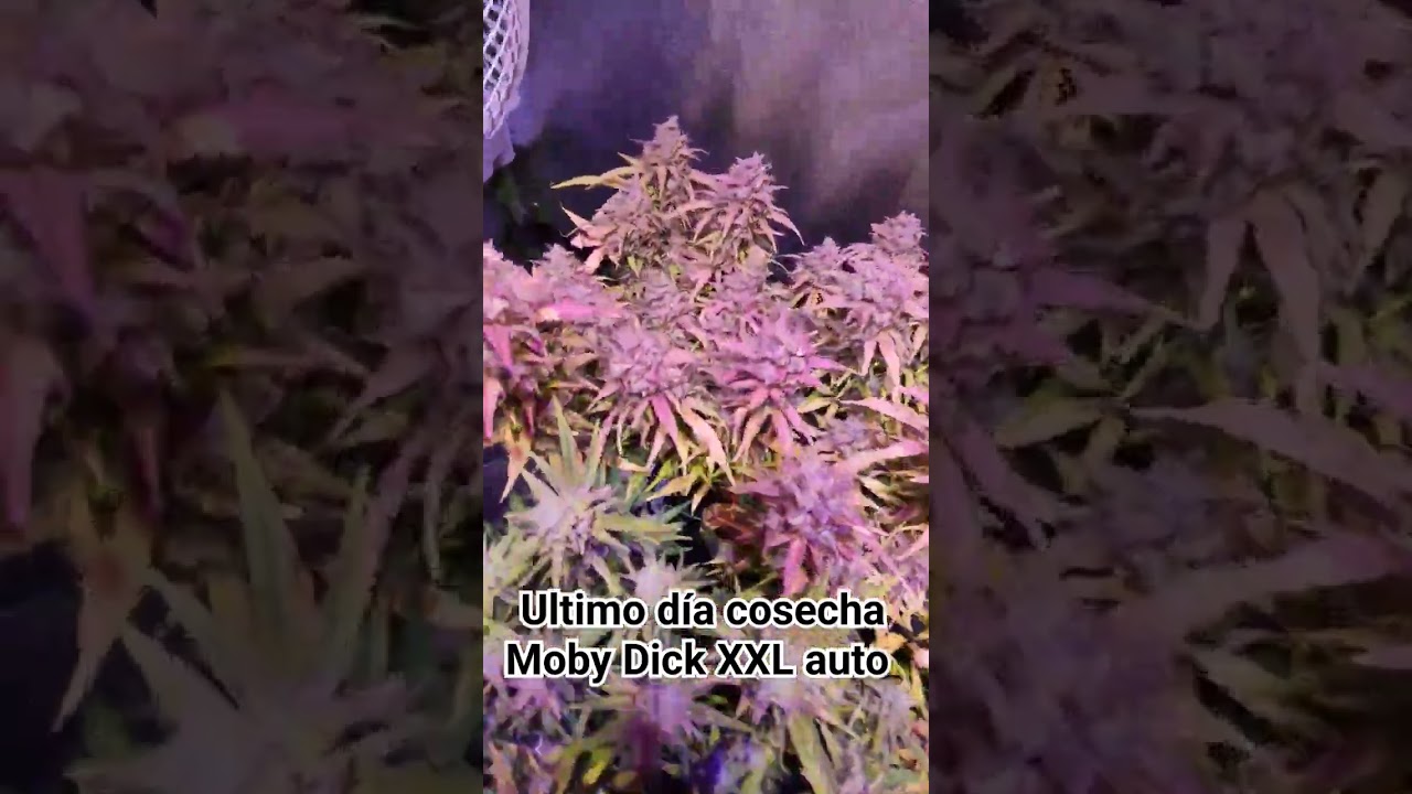 último día antes de cosechar