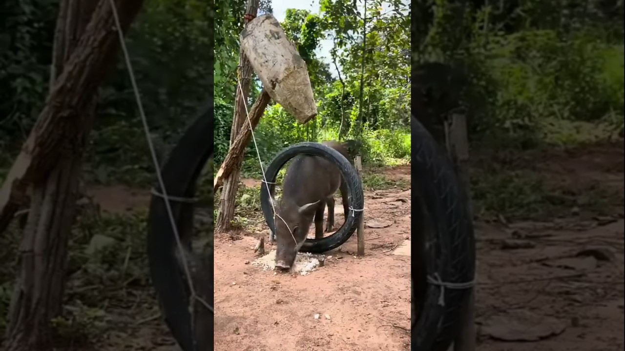 Мощный дикий кабан — наконец попал в ловушку!