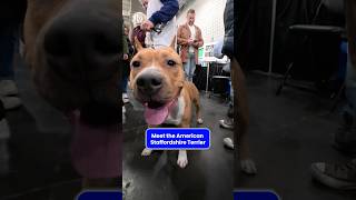 This Is an American Staffordshire Terrier #AKCM...