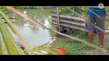 Câu cá Dồ ngày tết 2022 bọi thu