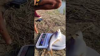 Live Fish Sampling And Calculation Data Analysis.. #pangasfish #fishing #viralshort #fishingrecord