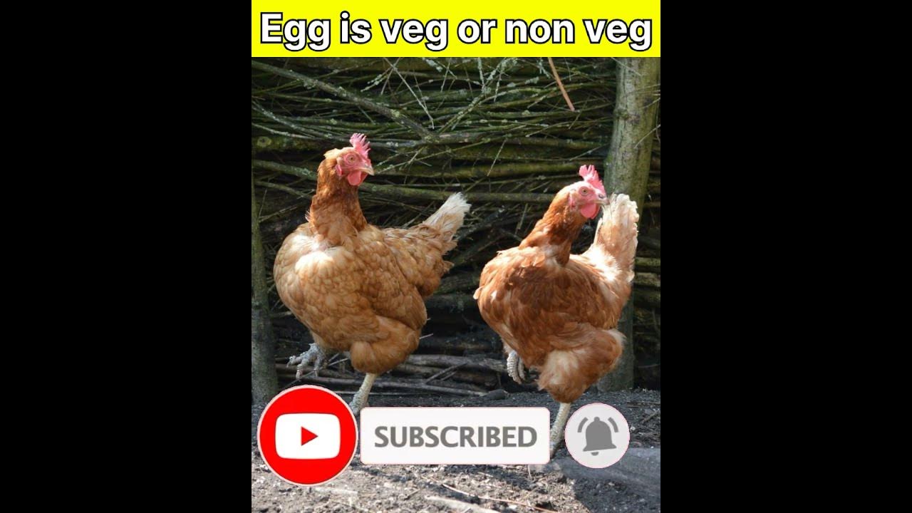 veg-hai-ya-non-veg-is-egg-veg-or-non-veg-short-shorts