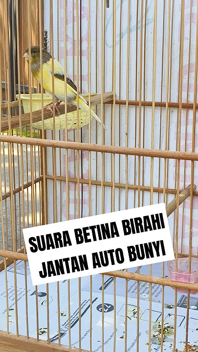 pancingan suara kenari betina birahi memanggil jantan