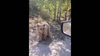 Турция. Встреча с медведями в кальдере вулкана Немрут ч.9