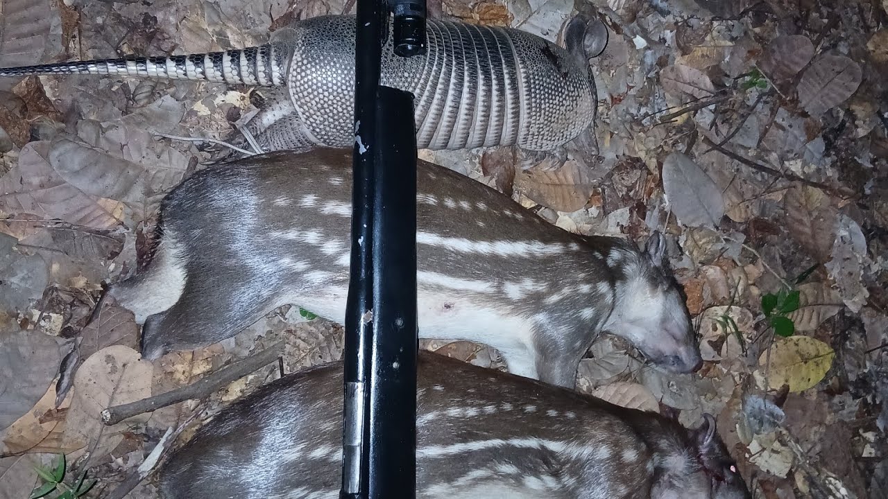 Caçada de paca com 3 abates