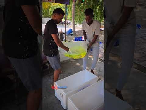 Premium Imported 🇯🇵🇮🇳 koi are shipped to Hyderabad .... to buy ☎️  us @ +91 7397224998