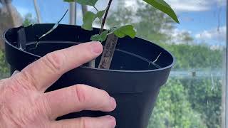 How to Graft Fruit Trees. Full chip budding tutorial.