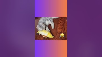 3D Fish Cat Toy – Realistic Plush Catnip Toy for Interactive Play & Chewing