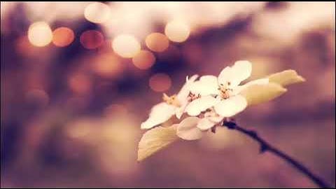 تلاوة هادئة تفيض جمالاً ... أرح بها بالك ومسمعك. #راحة_نفسية #رمضان_كريم #دعاء #quran