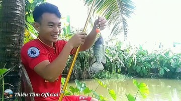 Hai anh em Thiêu Tâm câu cá rô phi giật mỏi tay | Câu cá rô phi | Thiêu Tâm Official