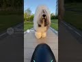 POV: Following the Giant Fluffy Dog on a Future Path #sheepdog #pov