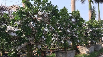 Thực tế kỹ thuật trồng và chăm sóc bưởi cảnh.vào tết 2022