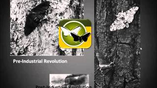 G-Video: The Peppered Moth & Natural Selection