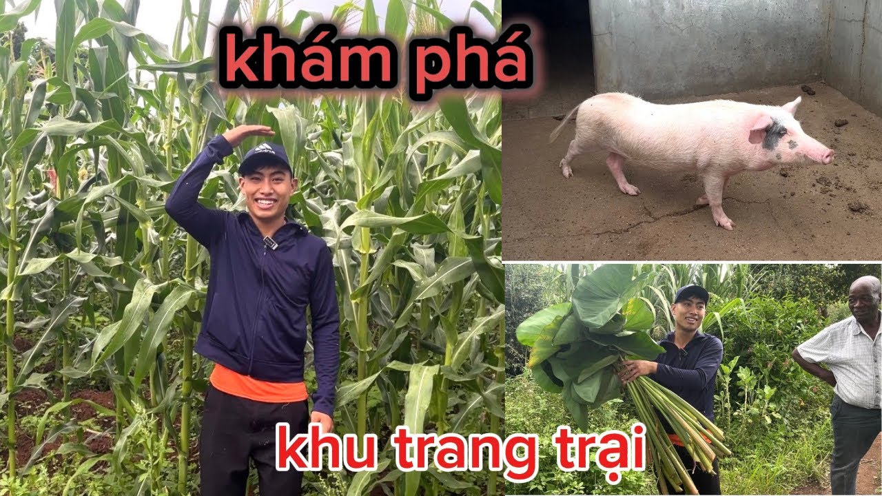 Thái Lâm Vlogs || Khám phá khu trang trại chăn nuôi kết hợp trồng trọt gần nhà 