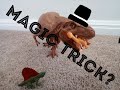 Wanna See a Magic Trick? | Jurassic World Meme