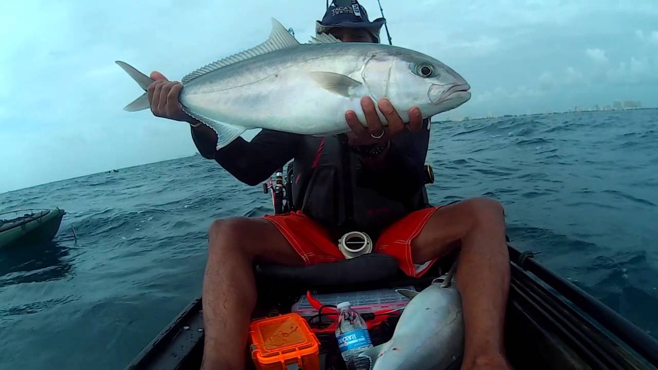 Dania Beach Fishing Pier Bait Fish