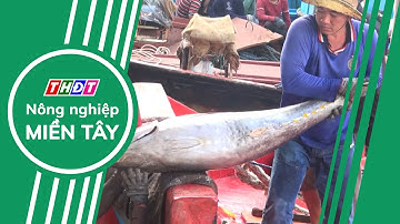 Hàn Quốc: Tăng nhập khẩu cá ngừ Việt Nam | Nông nghiệp Miền Tây