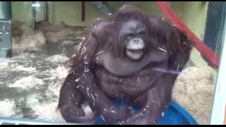 Monke fall but there isn’t a twist