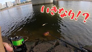 #307【エビ撒き】急に訪れる魚の群れ！？