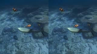 Aquarium VR Google Cardboard 3D SBS 1080p gameplay Virtual Reality video screenshot 5