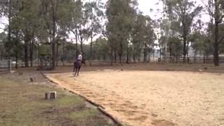 Bounce canter