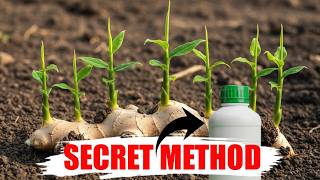 Never Plant Ginger Without This _ For Large Fruits & More Ginger, Follow This.