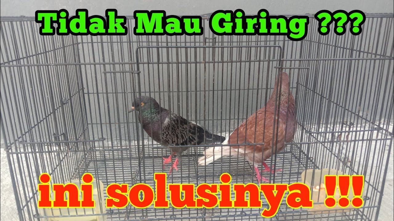 Cara Agar Merpati Los Dor: Tips dan Strategi untuk Meningkatkan Keahlian Burung