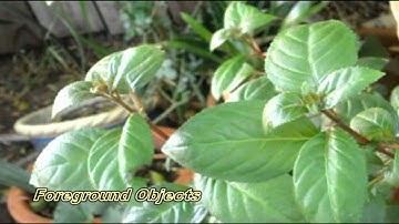 RTVC 124 Assignment #3 Depth of Field Camera Shots