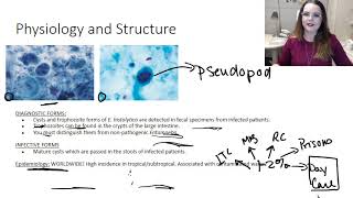 Entamoeba histolytica