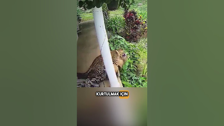 Aç Leopar Evin Önündeki Bekçi Köpeğini Avlamaya Çalışıyor! #shorts