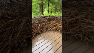 The size of a Bald Eagle nest The size of a Bald Eagle nest
