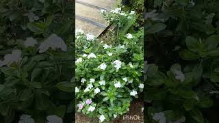 #trendingshorts #flowers #viralvideo #colourfulflowers #rainyweather