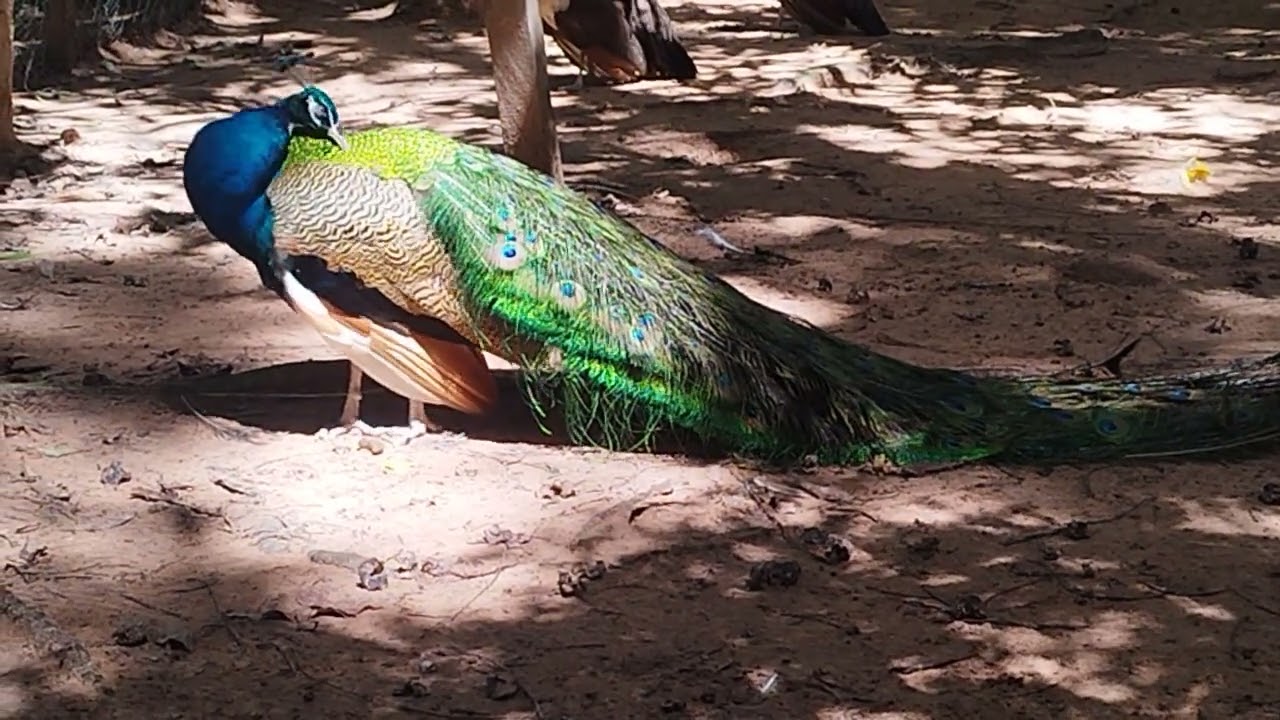Peacock Bird in Angkor Botanical Garden is Beautiful walking on Shade Tree on Sunday, June15,2025