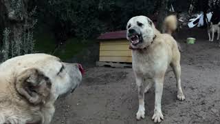 MİNİŞ ORTALIĞI KARIŞTIRDI!!! DUMAN OĞLU KİTMİR  EKİPLE TANIŞTI !!!