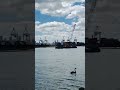 Charles Bates ReservePlayground     #ocean #travel #birds #nature#melbourne #shorts #youtubeshorts