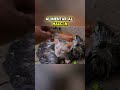 "El Héroe Que Salvó a un Gatito y a Dos Halcones en Plena Tormenta" #youtubeshorts