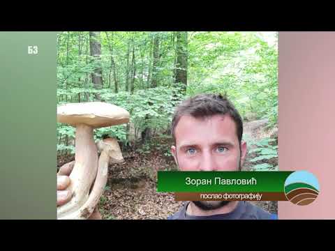Video: Skupljanje gljiva: linije i smrčaka - šteta i korist