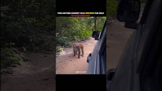 Monkey begged for help to save her baby #shorts #animalshorts #animal #animalrescue #animalplanet