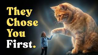 You Didn't Find Your Cat. Your Cat Found You.