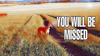 A tribute to my best working Lurcher (RIP GEM)