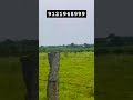 Red soil, agriculture Land for sale, 20ft soil road, call Or watsapp no 9121948999 #youtubeshorts