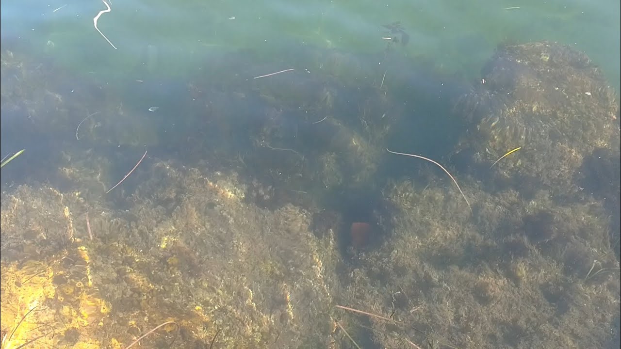 4 Things to check before you fish Newport Jetty! YouTube