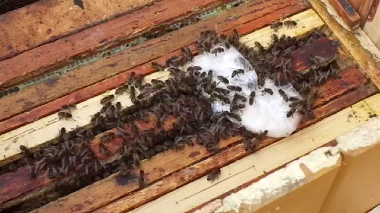 Dokarmianie pszczół ciastem miodowo cukrowym odsłona 2 (01.03.2015)