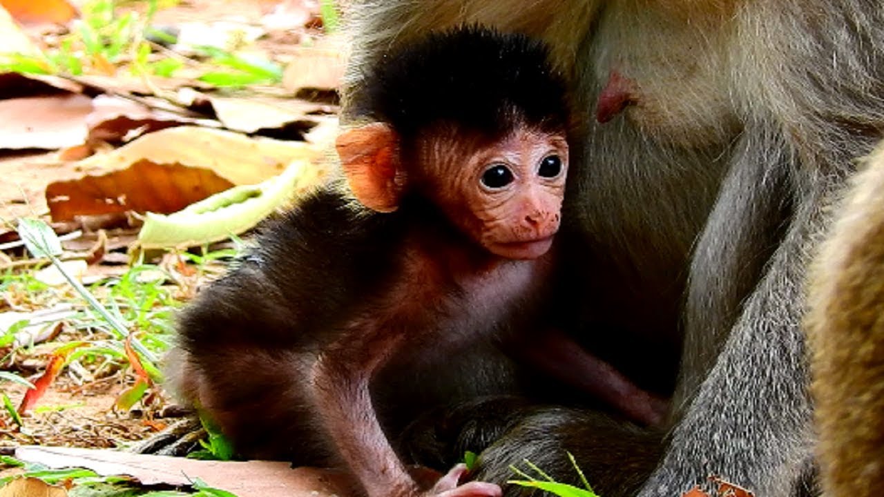 Update Jayden Newborn Baby From Jade So Cute and Adorable Monkey Baby!