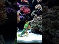 One Strike… and It’s Over! The Power of the Mantis Shrimp”#ViralVideo #AmazingNature #Unbelievable